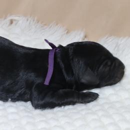 Sirius - Black male Goldendoodle puppy in Palmetto Bay, Florida from SOMIDOODLES