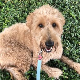 Omra - Goldendoodle
