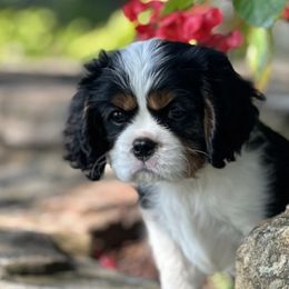 Cavalier King Charles Spaniels from Kara's Cavalier King Charles Spaniels