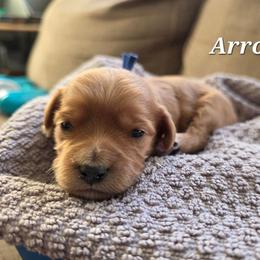 Arrow - Red male Cavapoo puppy in Blackfoot, Idaho from Draper Mountain Doodles