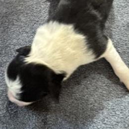 Maggie - Black & white female Australian Shepherd puppy in Baker, Florida from Dubose Kennels