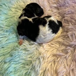 Girl pup - Parti female Poodle puppy in Yale, Michigan from Winter wonderland doodles