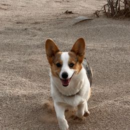 Dottie - American Corgi