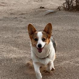 Dottie - American Corgi