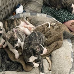 Dalmatian and Whippet Puppies from Hapi-Dal Dalmatians and Primetime Whippets