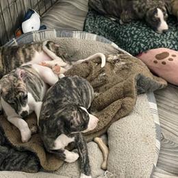 Dalmatian and Whippet Puppies from Hapi-Dal Dalmatians and Primetime Whippets