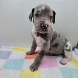 Savannah - Harlequin female Great Dane puppy in Kannapolis, North Carolina from Carolina Great Danes & Toy Poodles