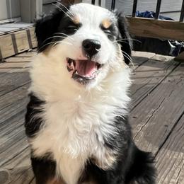 Australian Shepherd Puppies from Heart2Heart Pups LLC
