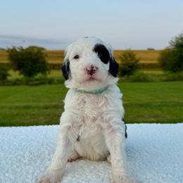 Tilt-a-Ewe - Black and white female Sheepadoodle puppy in Adams, Nebraska from Boxcar Doodles and Poodles