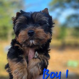 Boy 1 - Blue and gold male Yorkshire Terrier puppy in Salem, Missouri from Tiny Tot Yorkies