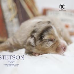 Stetson - RMM - Red merle male Australian Shepherd puppy in Nacogdoches, Texas from TK Standard, Mini, & Toy Aussies
