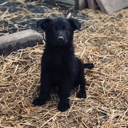 German Shepherd Puppies from Sonnenhügel Shepherds