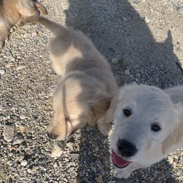 Golden Retriever Puppies from 3 Gun Retrievers
