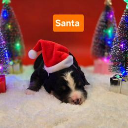 Santa- Orange collar - Tri-color male Bernedoodle puppy in Summerville, South Carolina from Channys Doodles