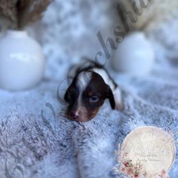 Dachshund Puppies from CSW Dachshunds