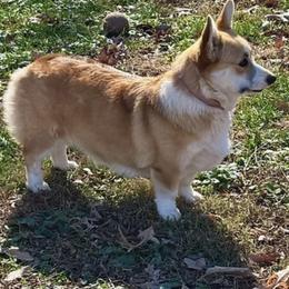 Callie - Red female Pembroke Welsh Corgi puppy in Boones Mill, Virginia from Cahas Corgis of Virginia