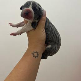 Orange collar - Blue and white female Great Dane puppy in Miami, Florida from RP DANES