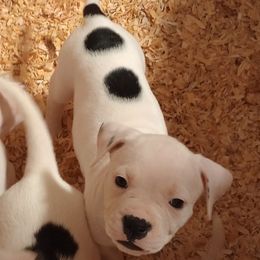 Puppy 4 pink - White and brindle female American Bulldog puppy in Christiansburg, Virginia from Iron Will American Bulldogs