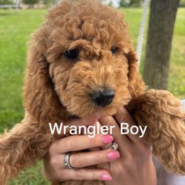 Wrangler - Red  male Goldendoodle puppy in Red Oak, Iowa from Fisher Pups-Stay Golden with a Doodle