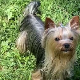 Finn - Yorkshire Terrier