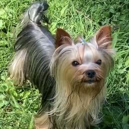 Finn - Yorkshire Terrier
