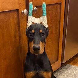 Doberman Pinscher Puppies from Hierarch Dobermans