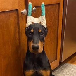 Doberman Pinscher Puppies from Hierarch Dobermans