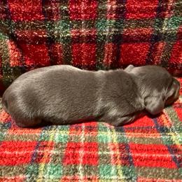 Female 2 - Gray (blue) and tan female Dachshund puppy in Bakersfield, California from Open Hourglass LLC
