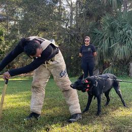 Belgian Malinois and German Shepherds from vd Hunde der neuen Äre