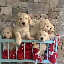 Golden Retriever puppies from Evergreen Snow Doodles