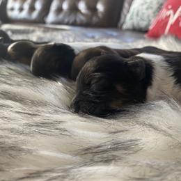Bernedoodle, Cavapoo, Havanese, and Havapoo Puppies from Lady Paws Puppies - Cassie