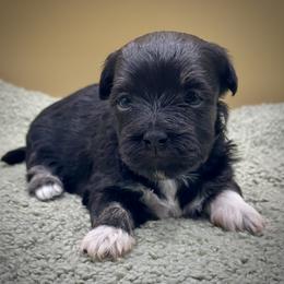 Dotty - Black and tan female Havanese puppy in Hendersonville, North Carolina from Kim's Cove Dog Co.