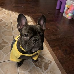 French Bulldog Puppies from Excuse My Frenchies
