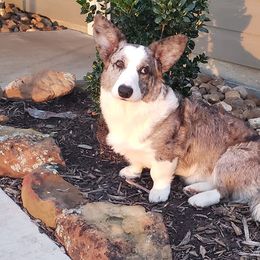 Cardigan Welsh Corgis from Wyndower Cardigans