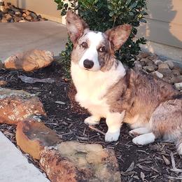 Cardigan Welsh Corgis from Wyndower Cardigans