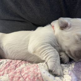 Golden Retriever Puppies from Evergreen Goldens