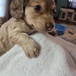 Dachshund Puppies from Mobile Mini Dachshunds