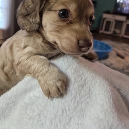 Dachshund Puppies from Mobile Mini Dachshunds