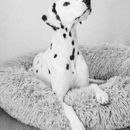 Dalmatian All Grown Up from Gateway Farm Dalmatians