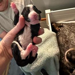 Black and white - Black and white male Bernedoodle puppy in Holt, Missouri from Mindys Doodles