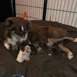 Girl 4 - Red merle female Miniature Australian Shepherd puppy in Massapequa, New York from All That Auss Mini Aussies