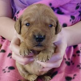Purple - Dark golden female Golden Retriever puppy in Lanesboro, Minnesota from Eagle Ridge Golden Retrievers