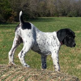 German Shorthaired Pointers from Crawfish Creeks GSPs