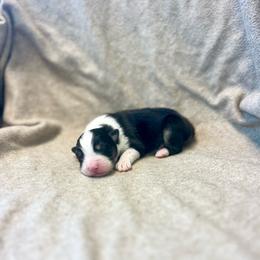 Mars - Black tri-color male Australian Shepherd puppy in Kentland, Indiana from Pine Grove Aussies