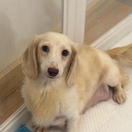 Cora - Dachshund