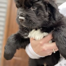 Newfoundland and Shih Tzu Puppies from Grand Meadow Newfoundlands
