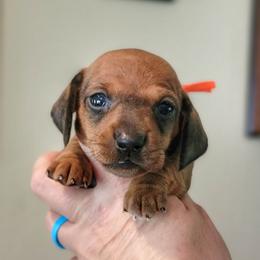Lainey - Red female Dachshund puppy in Mountain Grove, Missouri from Blueprint K9 Dachshunds- www.BlueprintK9.com