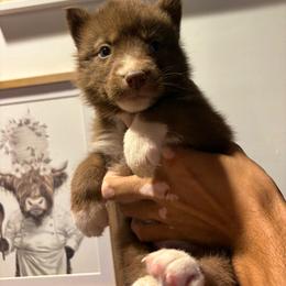 Boy 1 - Red and white male Siberian Husky puppy in Pelham, Alabama from Tails & Belles Dog Breeding
