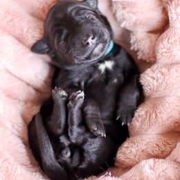 Kerry Blue Terrier Puppies from Costerra Kerry Blue Terriers