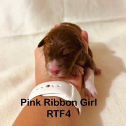Pink Ribbon Red Tri Girl - Red tri-color female Australian Shepherd puppy in Dundee, Ohio from Aussies Of Circle H